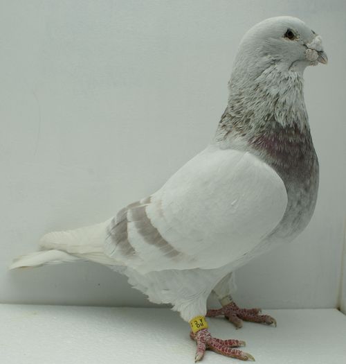 Mascul 2012 - Martie 2015