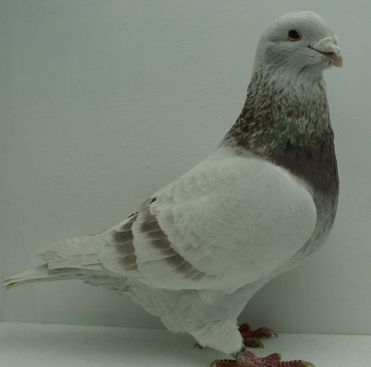 Mascul 2014 - Martie 2015