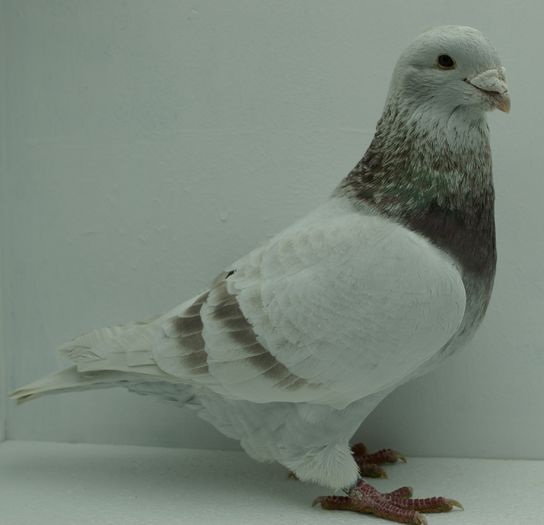 Mascul 2014 - Martie 2015