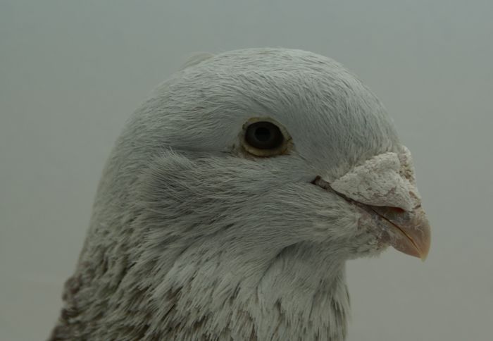 Mascul 2014 - Martie 2015