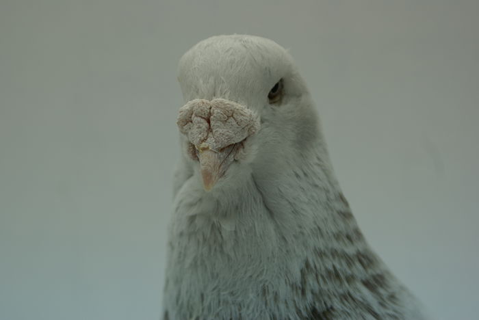 Mascul 2012 - Martie 2015