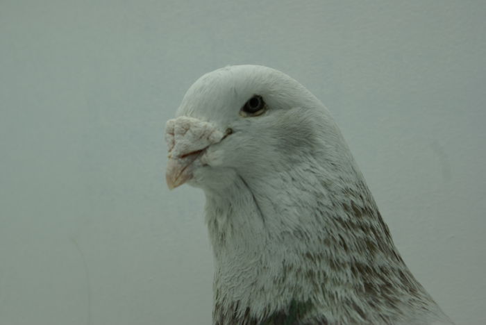 Mascul 2012 - Martie 2015