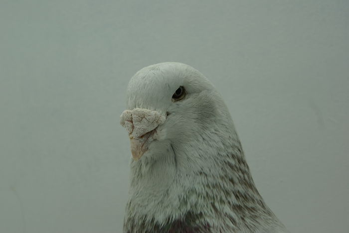 Mascul 2012 - Martie 2015