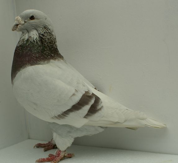 Mascul 2009 - Martie 2015