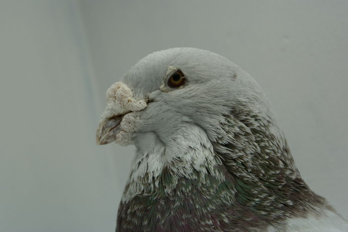 Mascul 2009 - Martie 2015