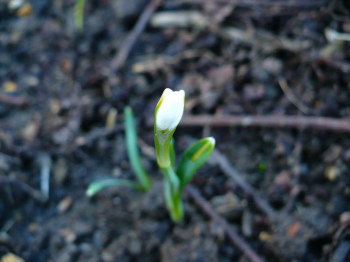 Singurul ghiocel - Primele plante