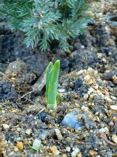 P1170485 - Primele plante