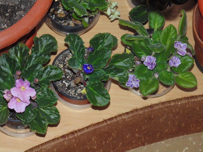 DSC06533 - Florile mele 2