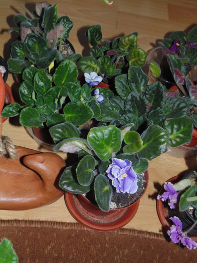 DSC06558 - Florile mele 2