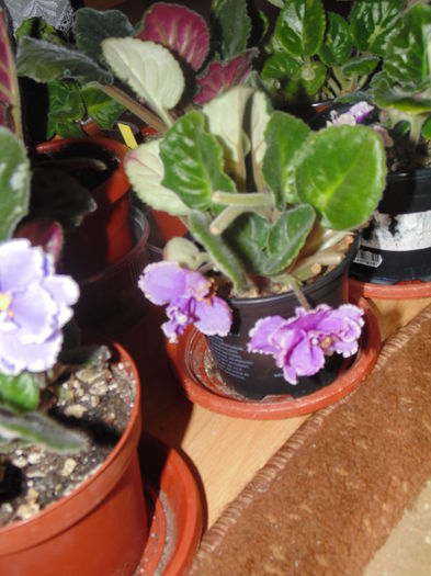 DSC06559 - Florile mele 2