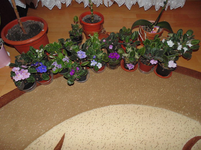 DSC06615 - Florile mele 2