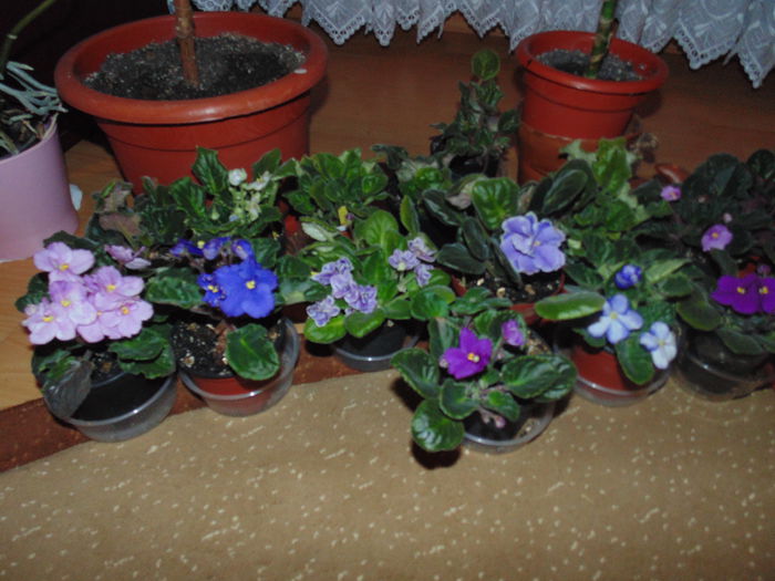 DSC06620 - Florile mele 2