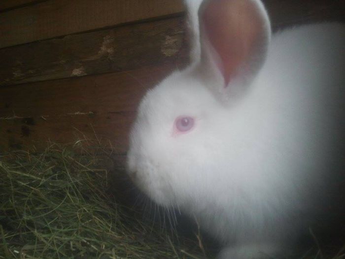 11015783_779520068810839_1804068198_n