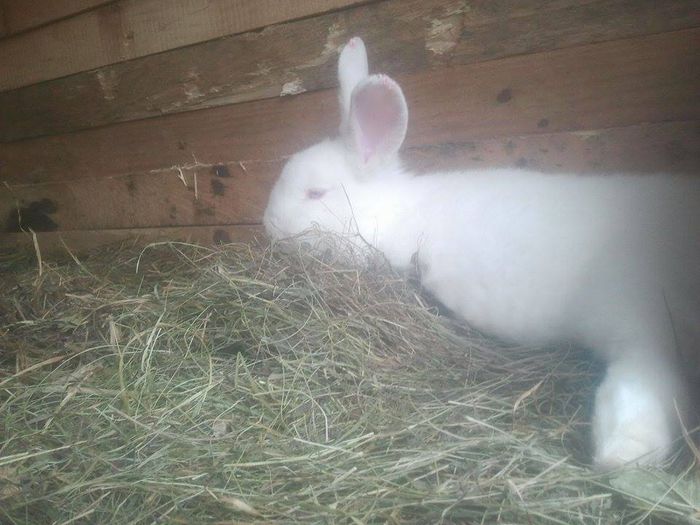 11020400_779520212144158_231264849_n