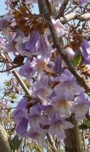 paulownia flori