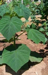 Paulownia de cateva saptamani