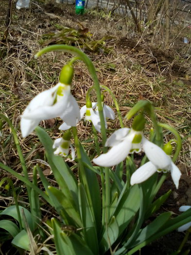 IMG_20150227_121807 - ghiocei si crocusi