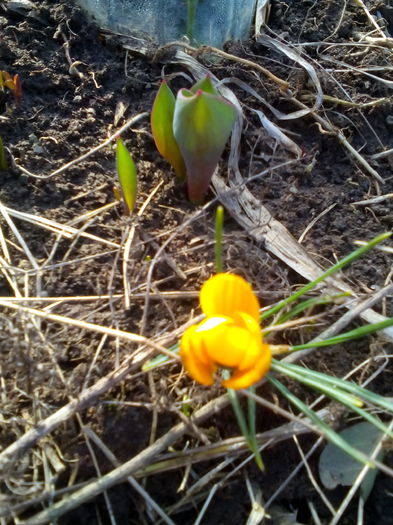 crocus galben