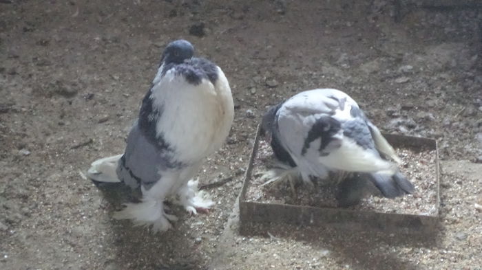 PERECHE DIN 2014 MATCA