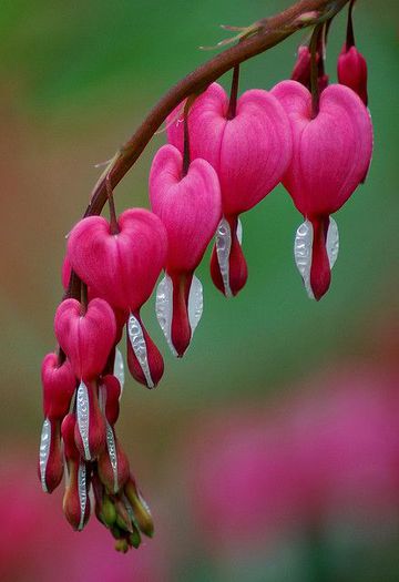 dicentra - TT-DICENTRA