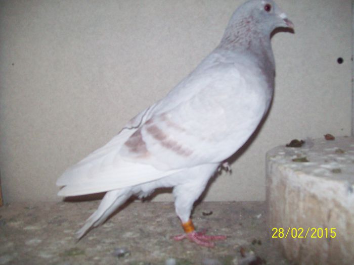 TOT DIN ACELASI MASCUL