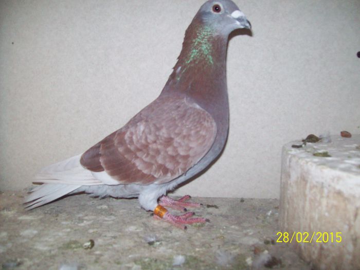 SI EL TOT DIN AARDEN