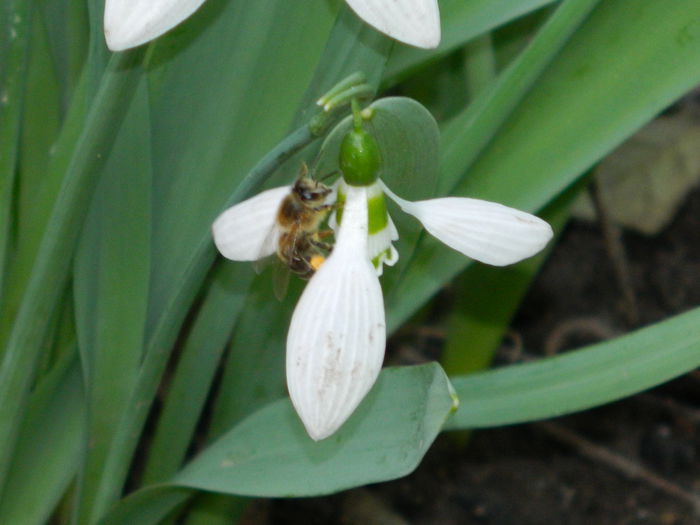 DSCN4680 - 2015_FEBRUARIE