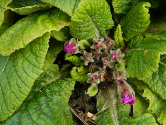 DSCN4687 - 2015_FEBRUARIE