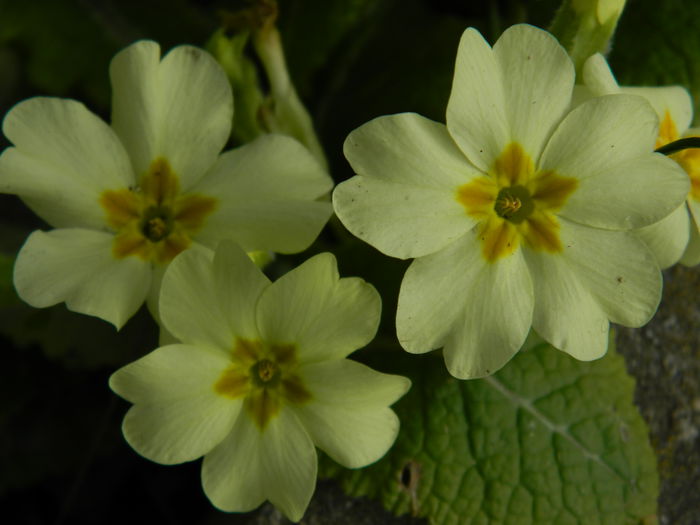 DSCN4690 - 2015_FEBRUARIE