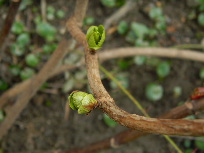 DSCN4696 - 2015_FEBRUARIE