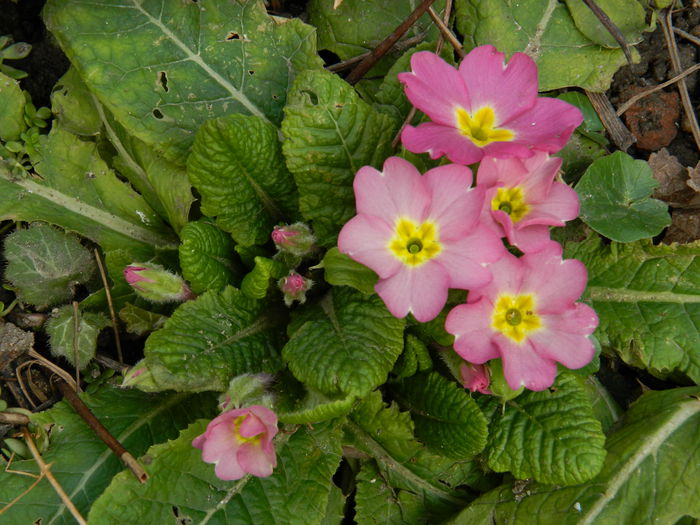 DSCN4697 - 2015_FEBRUARIE