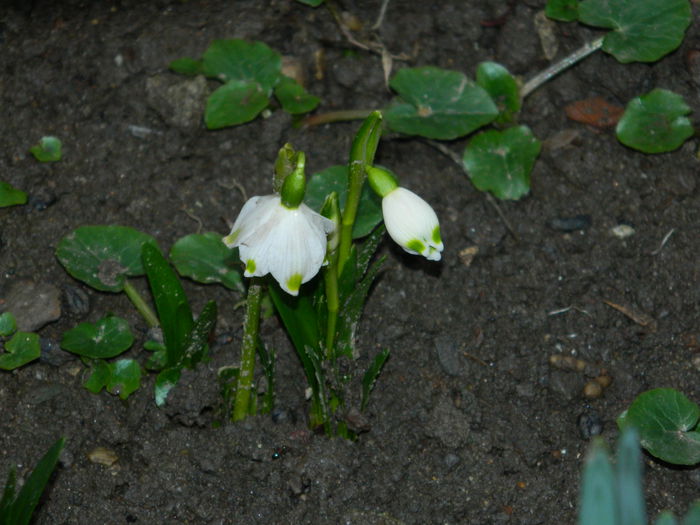 DSCN5365 - 2015_FEBRUARIE