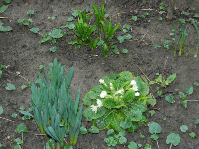 DSCN5369 - 2015_FEBRUARIE