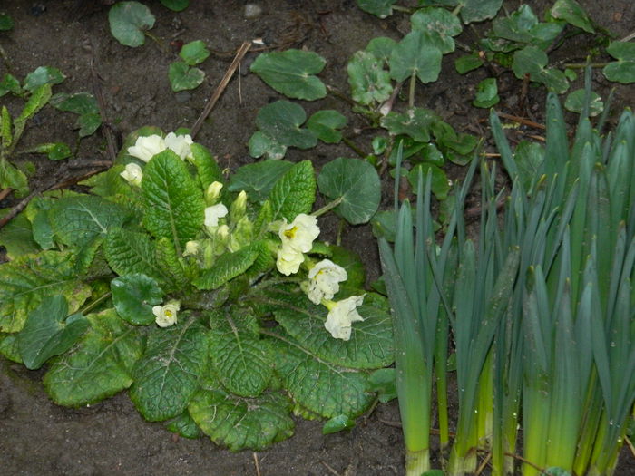 DSCN5372 - 2015_FEBRUARIE