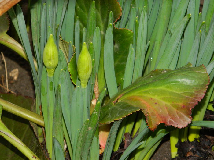 DSCN5373 - 2015_FEBRUARIE