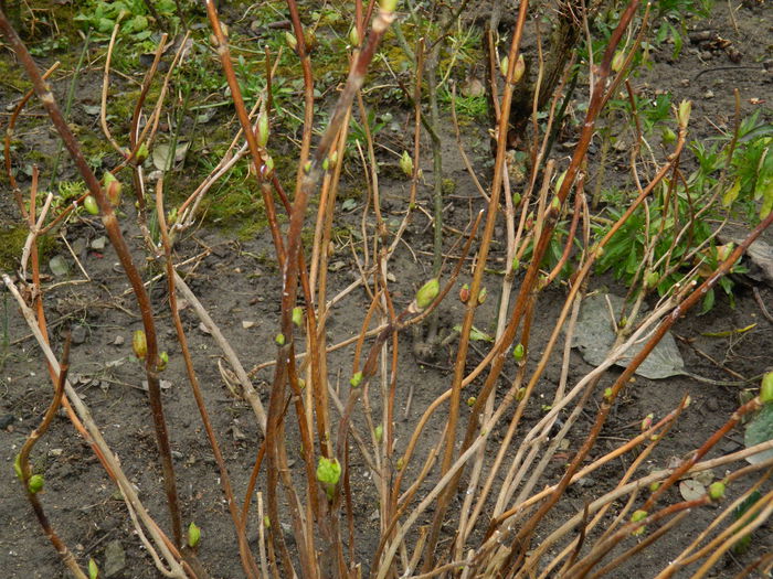 DSCN5417 - 2015_FEBRUARIE