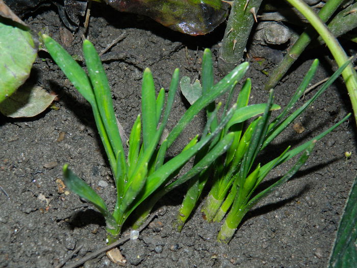 DSCN5420 - 2015_FEBRUARIE