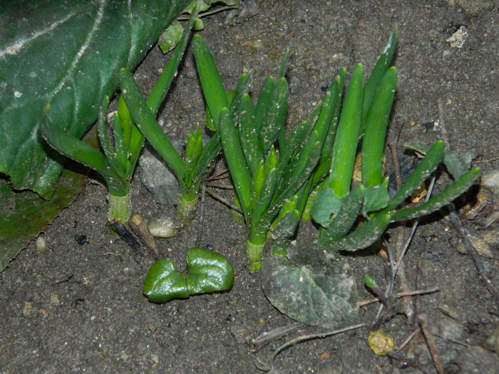 DSCN5422 - 2015_FEBRUARIE