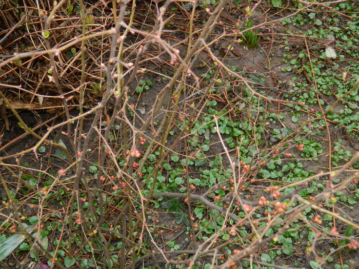 DSCN5427 - 2015_FEBRUARIE