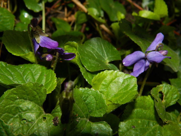 DSCN5432 - 2015_FEBRUARIE