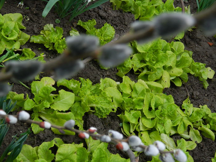 DSCN5453 - 2015_FEBRUARIE