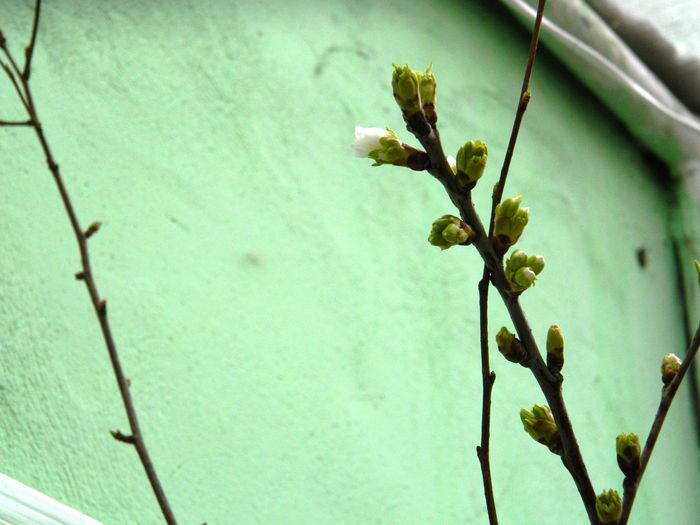 DSCN5473 - 2015_FEBRUARIE