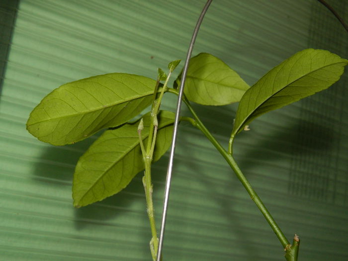 DSCN5476 - 2015_FEBRUARIE