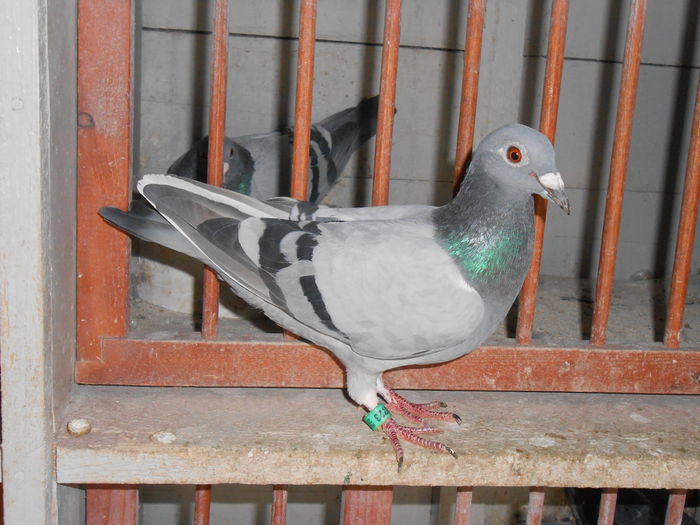 Femela Palmares Fond 2014