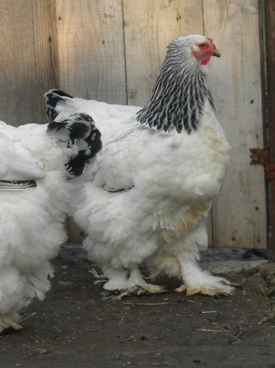 DSCN8283 - v arhivaLot HD-2015