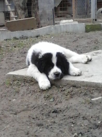 20150228_165648 - Pui din Iancu