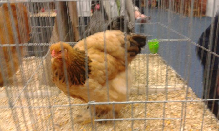 20150228_151733 - E xpoz Bucuresti martie 2015