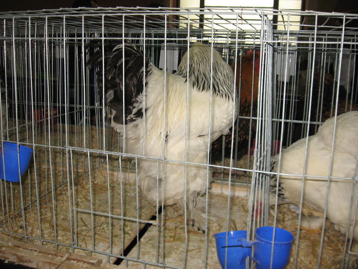 IMG_9584 - EXPOZITIE BUCURESTI PAJURA