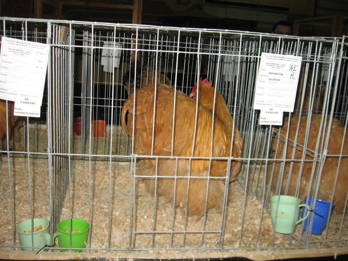 IMG_9595 - EXPOZITIE BUCURESTI PAJURA