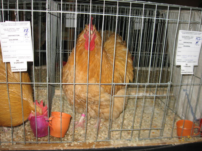 IMG_9597 - EXPOZITIE BUCURESTI PAJURA